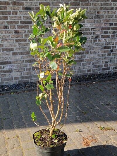 Schwarzfruchtige Apfelbeere (Aronia prunifolia) 'Nero', mehrstämmiger Strauch im Topf, 60–100 cm, C5.