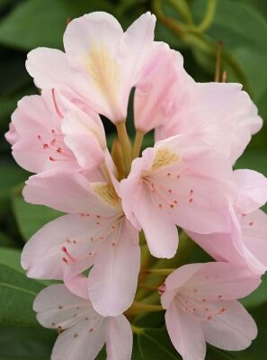 Rhododendron 'Album Novum' - Rhododendron Hybride 'Album Novum' -  Baumschule NewGarden