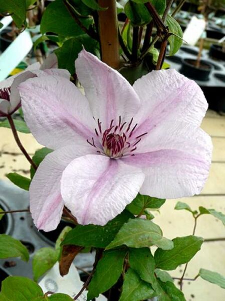 Waldrebe 'John Paul II' / Clematis 'John Paul II'