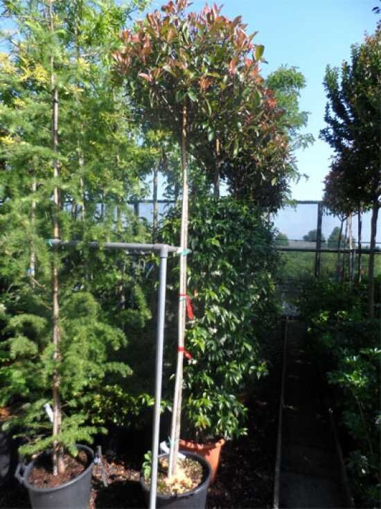 Glanzmispel 'Red Robin' (Hochstamm / Stmmchen) - Photinia fraseri 'Red  Robin'