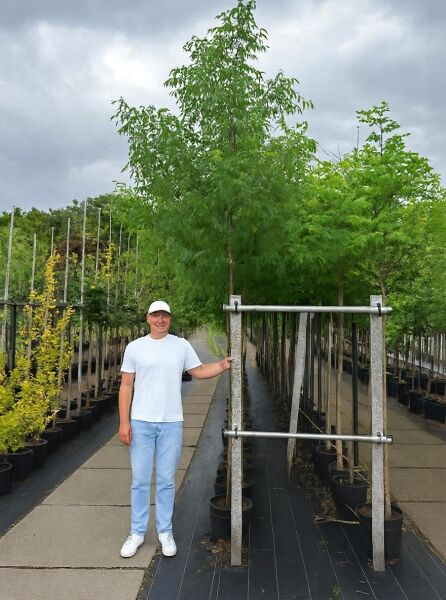 Robinia pseudoacacia 'Unifoliola' / Einblättrige Robinie 'Unifoliola' Hochstamm im Container, Stammumfang 12-14 cm, mit Baumpfahl