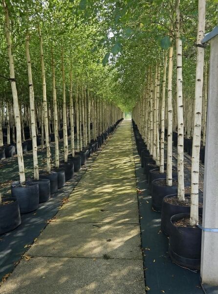 Betula pendula (Sand-Birke) Hochstamm im Container, Reihe schlanker Stämme mit weißer Rinde und grüner Belaubung.
