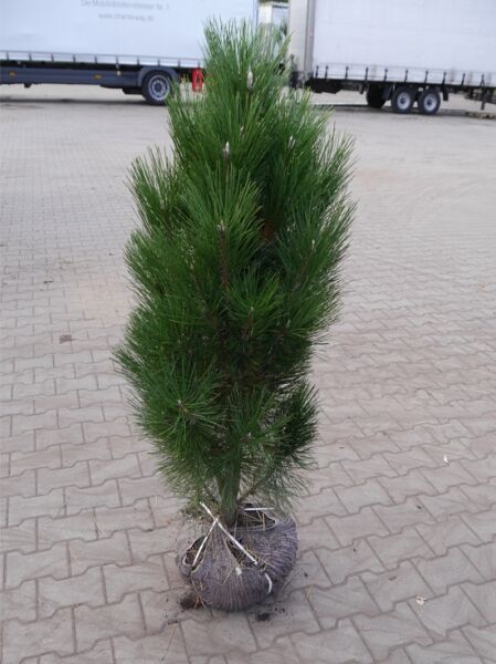 Pinus nigra 'Fastigiata' (Säulen-Schwarz-Kiefer) 60-80 cm mit Ballen, aufrecht wachsendes Nadelgehölz mit dunkelgrünen Nadeln