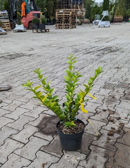 Ligustrum 'Vicaryi' / Gelblaubiger Liguster 'Vicaryi' 25-30 cm C2 im Kulturtopf, mehrtriebiger Strauch mit gelbgrünem Laub.