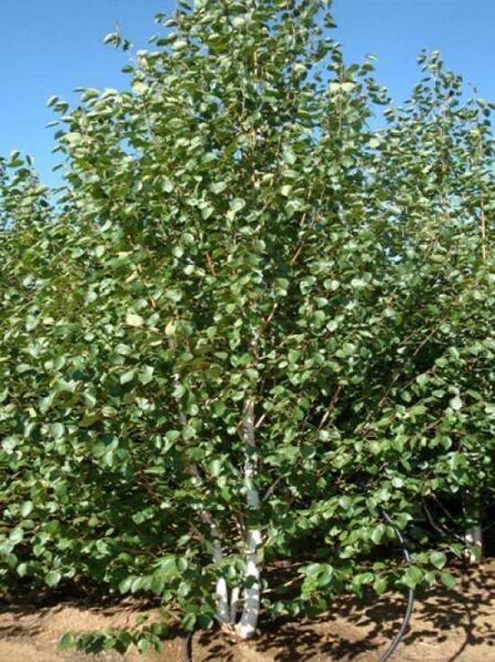Betula utilis jacquemontii / Weißrindige Himalaja-Birke 'mehrstämmig'