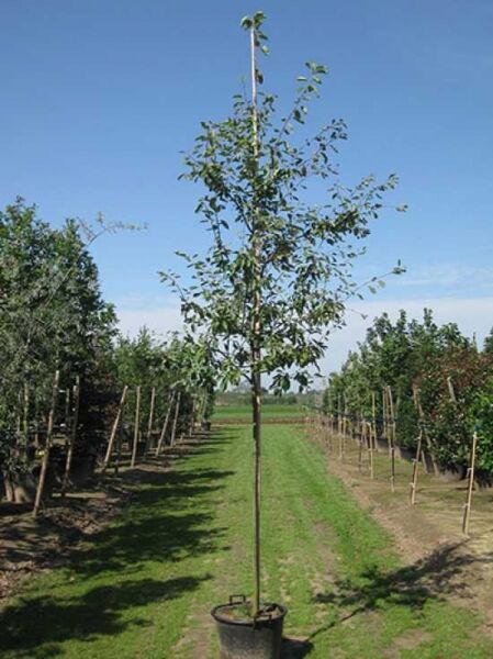 Amelanchier lamarckii / Kupfer-Felsenbirne Hochstamm 8-10 StU im Container, junger Baum mit schlankem Stamm und Krone
