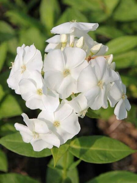 Sommer-Phlox, Hohe-Flammenblume 'Sweet Summer Snow ®' / Sommer-Phlox, Hohe-Flammenblume 'Sweet Summer Snow ®'