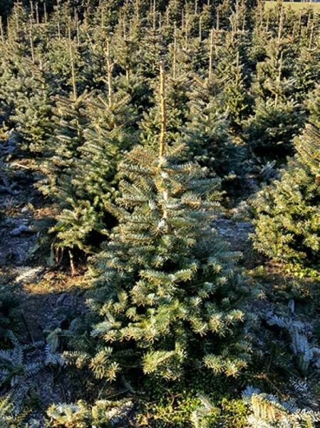 Abies koreana / Korea-Tanne