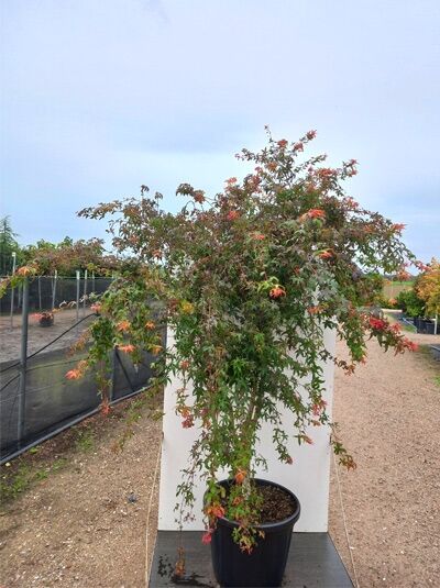 Acer palmatum 'Carminium' (Karminroter Fächerahorn) 200-250 cm C80 im Container, verzweigte Krone mit fein geschlitzten roten Blättern.