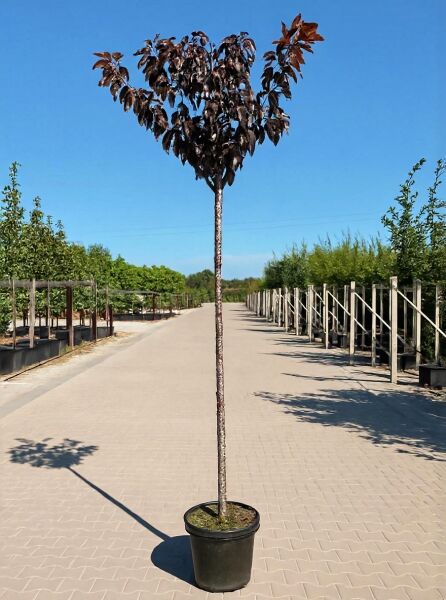 Rotblättrige Nelken-Kirsche Prunus serrulata 'Royal Burgundy' Hochstamm 8-10 StU im Container mit dunkelrotem Laub