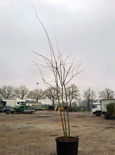 Dornenlose Gleditschie (Gleditsia triacanthos 'Inermis'), mehrstämmig, 300–350 cm, im Container, laublos mit verzweigten Ästen