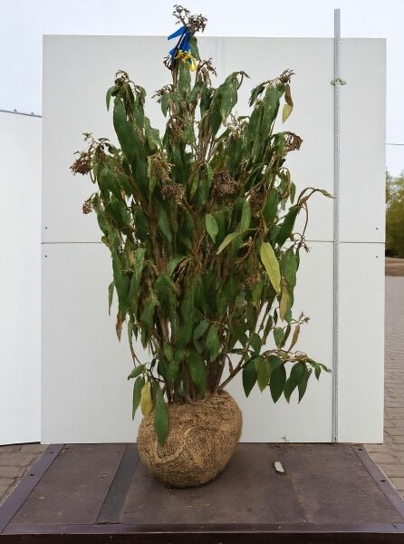 Viburnum rhytidophyllum / Runzelblättriger Schneeball 150-175 cm m. B., Solitärstrauch mit Ballen und aufrechtem Wuchs