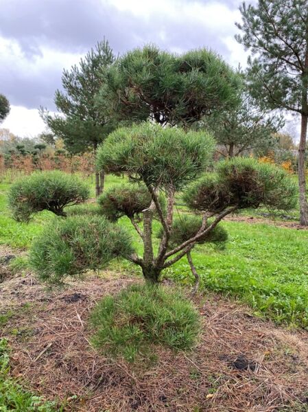 Garten-Bonsai Waldkiefer (Pinus sylvestris), 160 cm breit x 175 cm hoch, mehrstämmig mit rund geschnittenen Kronenpolstern (Nr. 1393)
