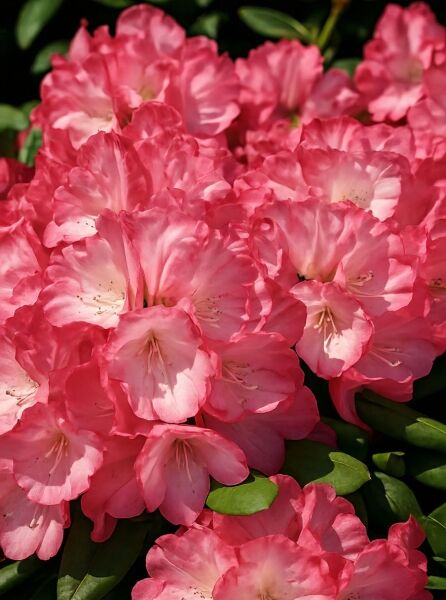 Rhododendron yakushimanum 'INKARHO Fantastica' (Rhododendron) mit rosa Blüten und hellen Blütenzentren, Nahaufnahme