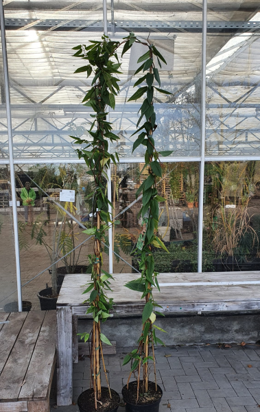 Lonicera henryi / Immergrünes Geißblatt 175-200 cm C10, Kletterpflanze im Topf an Rankhilfe mit grünen Blättern