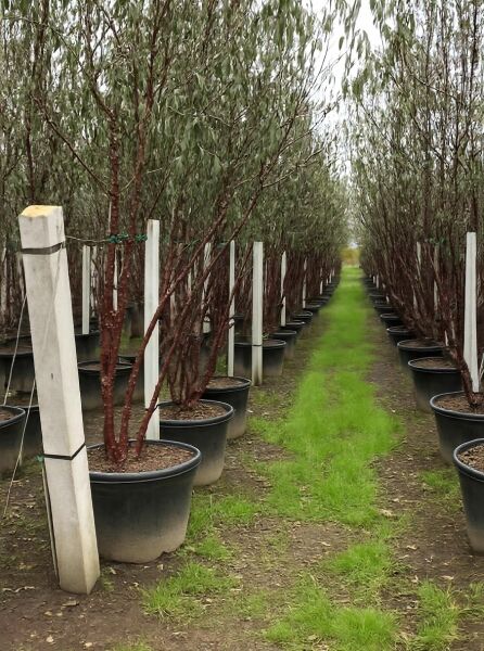 Prunus serrula (Mahagoni-Kirsche) Tibetanische Berg-Kirsche, 350–400 cm, im Container C180 in der Baumschule.