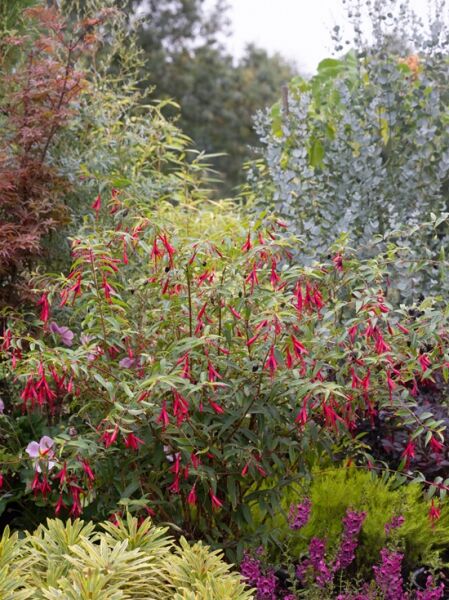 Hatschbach Fuchsie (Fuchsia hatchbachii) als Strauchfuchsie mit zahlreichen rot-pinken, hängenden Blüten und grünem Laub