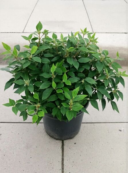 Viburnum 'Eskimo ®' / Schneeball 'Eskimo' 60-80 cm C20, buschige Topfpflanze mit dichtem, grünem Laub