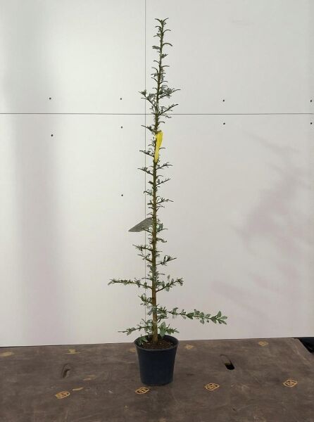 Pyracantha 'Golden Charmer' / Feuerdorn 'Golden Charmer' 60-80 cm C1.5, junges Gehölz im Topf mit aufrechtem Trieb und Seitentrieben