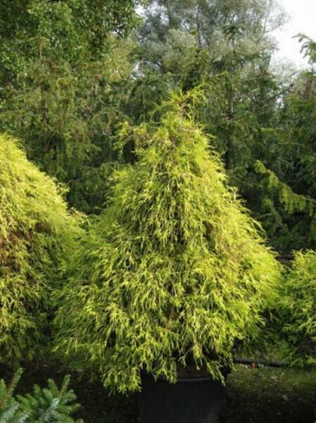Gelbe Fadenzypresse (Chamaecyparis pisifera 'Filifera Aurea'), 125–150 cm breit, im Container C70 mit gelbem, fadenförmigem Wuchs.