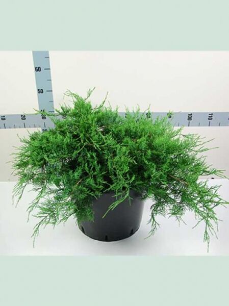 Juniperus virginiana 'Grey Owl' / Virginischer Wacholder 'Grey Owl', breit wachsender Nadelstrauch im Topf C25, 60–70 cm breit
