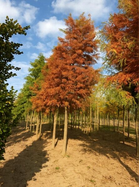Taxodium distichum (Sumpf-Zypresse) Hochstamm 25-30 StU, Baum mit rötlich-brauner Herbstfärbung in Baumschule