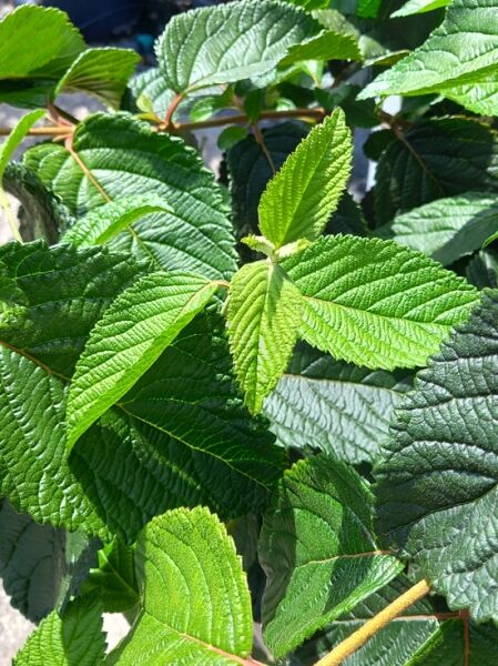 Viburnum plicatum 'Mariesii Great Star' / Japanischer Etagen-Schneeball 'Mariesii Great Star' mit grünen, gezähnten Blättern am Trieb