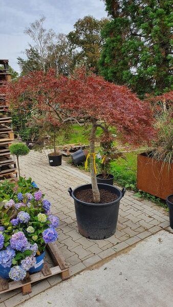 Roter Schlitz-Ahorn 'Dissectum Atropurpureum' / Ornatum auf Stamm / Acer palmatum 'Dissectum Atropurpureum' / Ornatum auf Stamm