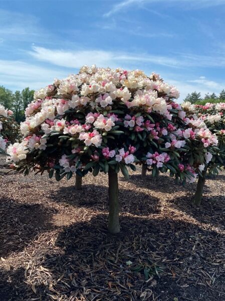 Rhododendron yakushimanum 'Koichiro Wada' FCC auf Stamm, Rhododendron, 40–60 cm Stamm, Krone 120–140 cm, rosa-weiße Blüten