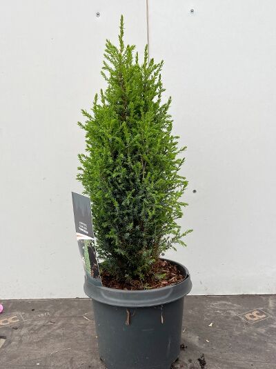 Gemeiner Wacholder 'Compressa' / Kompakter Heide-Wacholder / Gemeiner Wacholder 'Compressa' / Kompakter Heide-Wacholder