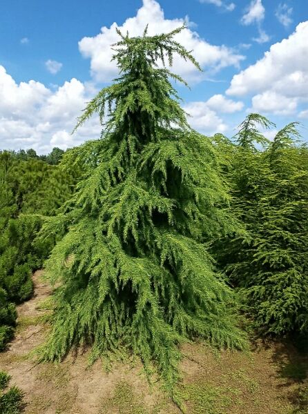 Himalaja-Zeder (Cedrus deodara) 250-300 cm m. Db., aufrecht wachsender Nadelbaum mit überhängenden, grünen Zweigen.