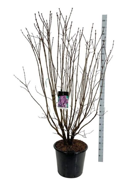 Gartenflieder / Gewöhnlicher Flieder / Edelflieder 'Charles Joly' / Syringa vulgaris 'Charles Joly'