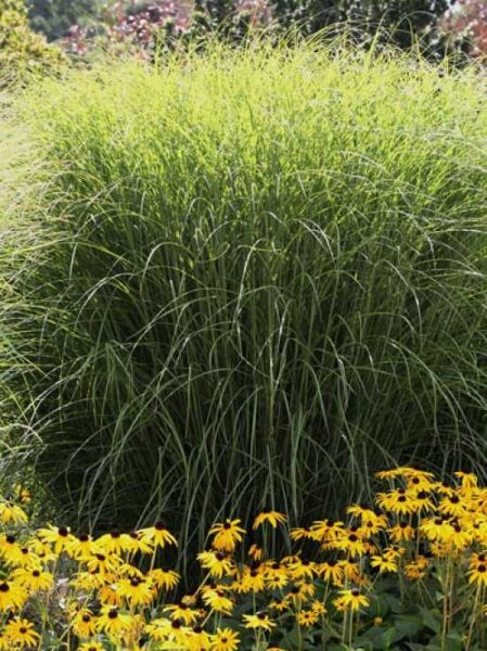 Garten-Chinaschilf 'Sioux' / Garten-Chinaschilf 'Sioux'