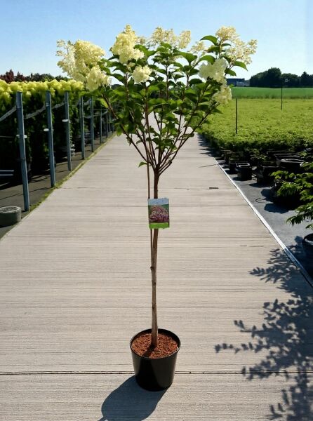 Rispen-Hortensie Hydrangea paniculata 'Vanille Fraise ®' als Hochstamm 100 cm im Topf, mit weißen Rispenblüten und grünen Blättern.