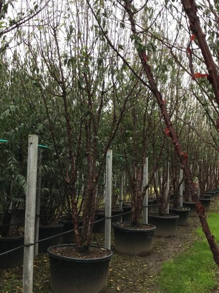 Prunus serrula (Mahagoni-Kirsche, Tibetanische Berg-Kirsche) im Container C250, 300–350 cm, mehrstämmig mit bräunlicher Rinde.