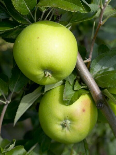 Apfel &#039;Lombarts Calville&#039; / Malus domestica &#039;Lombarts Calville&#039;