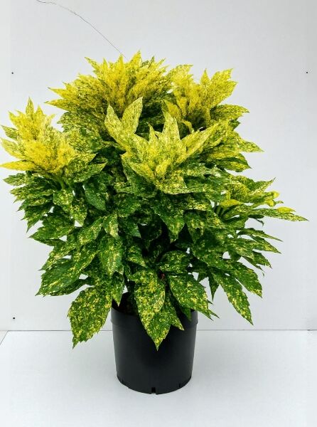 Japanische Aukube ‘Crotonifolia’ (Aucuba japonica 'Crotonifolia'), Goldorange 100–125 cm C35, Strauch im Topf mit gelbgrün panaschierten Blättern.