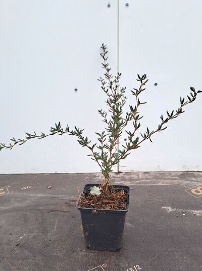 Schmalblättrige Berberitze (Berberis stenophylla) im P9-Topf, 15–20 cm, junger Strauch mit schmalen, grünen Blättern.
