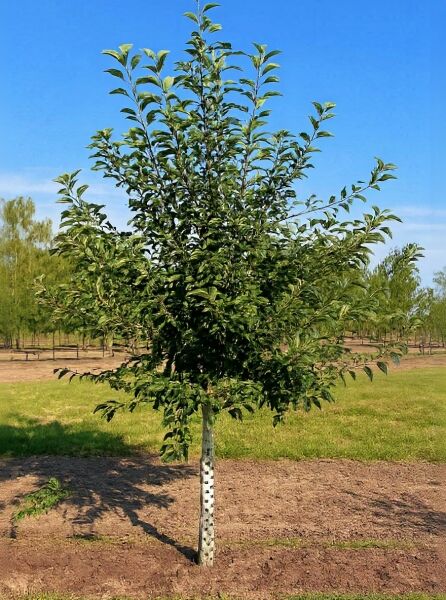 Apfel 'Gravensteiner' (Malus domestica 'Gravensteiner') Halbstamm 18-20 STU, Baum mit dichtem Laub und Kronenaufbau.