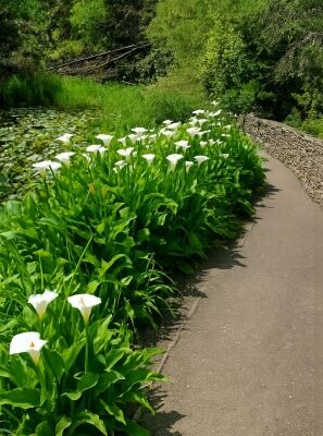 Zimmercalla - Zantedeschia aethiopica - Baumschule NewGarden