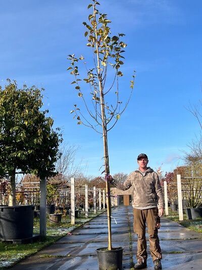 Malus domestica 'Gravensteiner' / Apfel 'Gravensteiner' Hochstamm 14-16 StU im Container, junger Baum mit Stamm und Krone