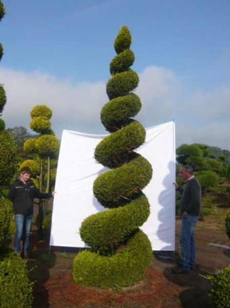 Garten-Bonsai (02635) / Cypressocyparis l. Castlewellan 'Spirale' 350-400 cm