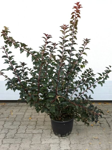 Physocarpus opulifolius 'Summer Wine®' / Rotblättrige Fasanenspiere 'Summer Wine', 150–175 cm, C20, rotlaubiger Strauch im Topf