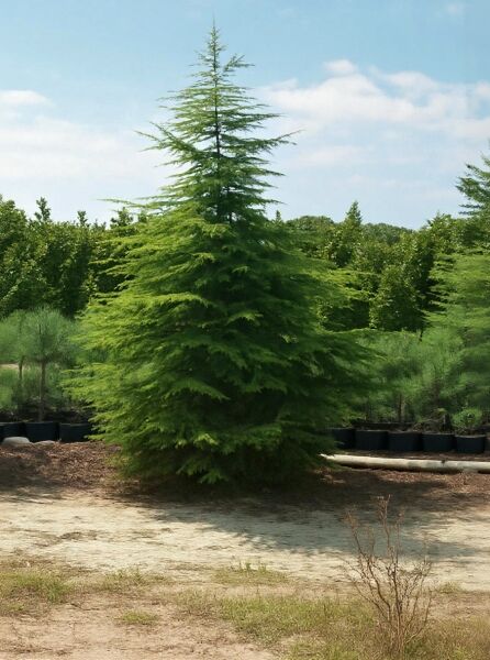 Libanon-Zeder (Cedrus libani) 400–450 cm mit m. Db., aufrecht wachsender Nadelbaum mit ausladenden, waagerechten Ästen