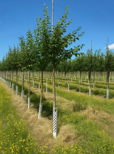 Prunus domestica 'Königin Victoria' / Pflaume 'Königin Victoria' Hochstamm 14-16 StU mit grünem Laub auf Plantage