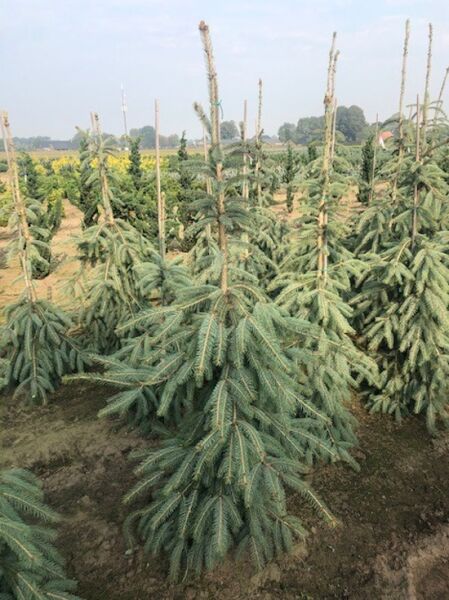 Hänge-Engelmanns-Fichte / Engelmanns-Fichte 'Lace' / Picea engelmannii 'Lace'