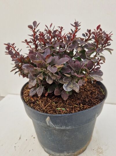 Zwerg-Blut-Berberitze Berberis thunbergii 'Atropurpurea Nana' 15-20 cm C2 im Topf mit dunkelrotem Laub.