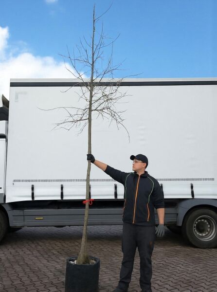 Pyrus salicifolia, Weidenblättrige Birne Hochstamm 12-14 StU im Container, laubloser Baum mit schlankem Stamm im Topf