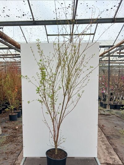 Korallenrinden-Ahorn 'Sango-kaku' - Acer palmatum 'Sango-kaku'