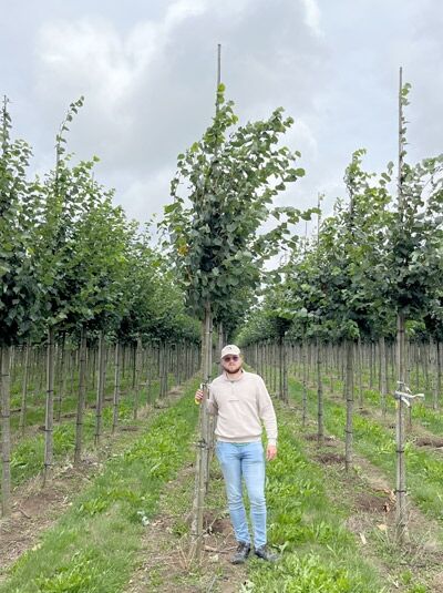 Tilia cordata 'Roelvo' / Winter-Linde 'Roelvo' Hochstamm 14-16 StU mit Drahtballen, schlanker Stamm, belaubte Krone am Stützpfahl